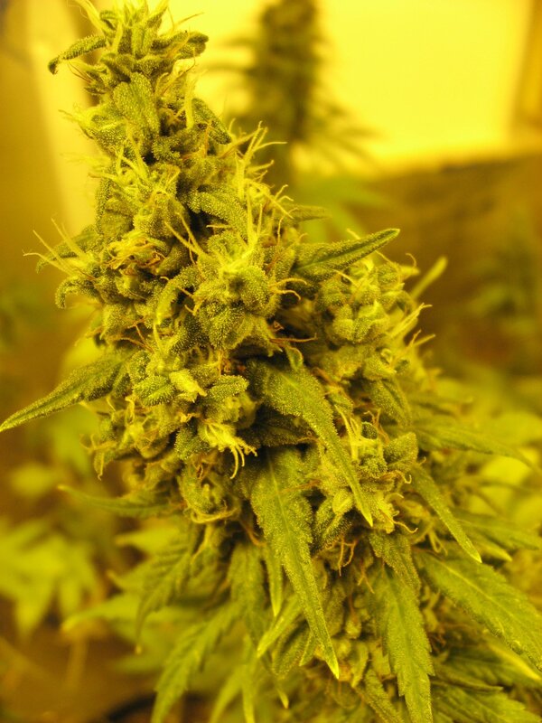 cannabis flower close-up