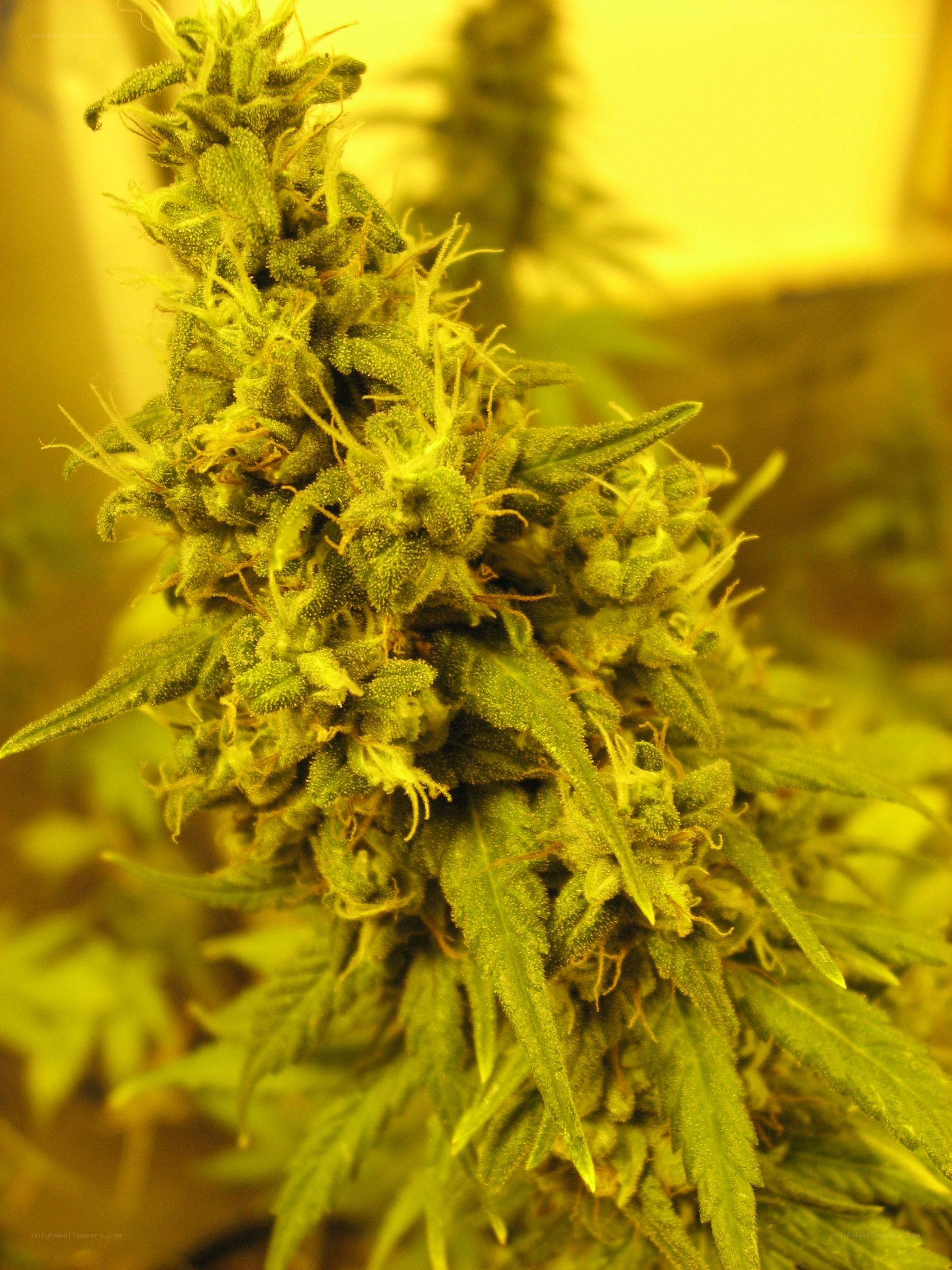 cannabis flower close-up