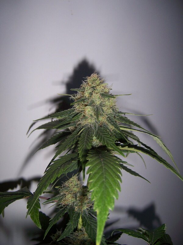 Cannabis Flower Cluster — Green, Dramatic