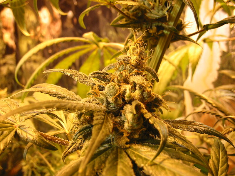 Cannabis Flower Cluster — Green
