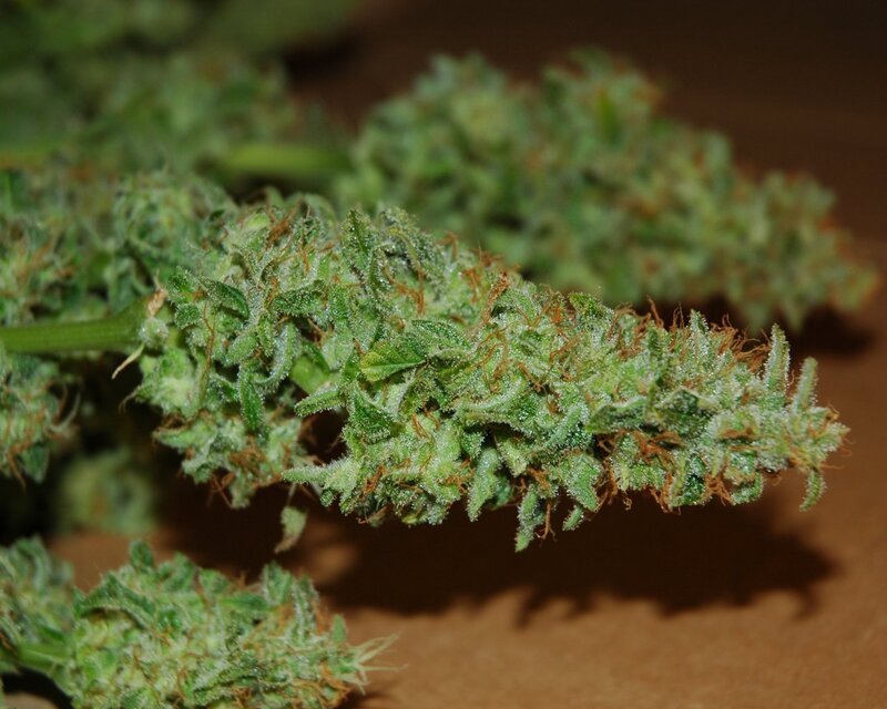 Cannabis Flower Cluster