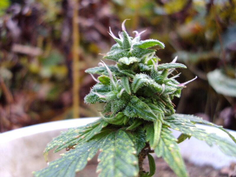Cannabis Flower in Bloom