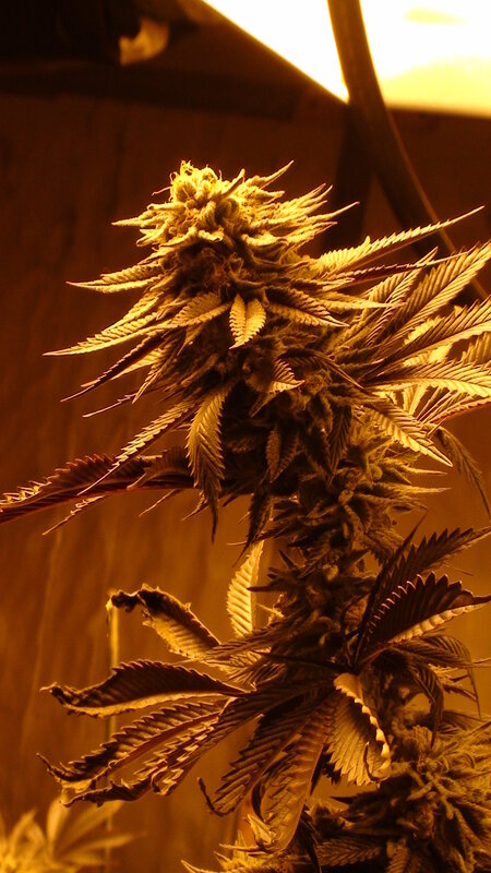 Cannabis Flower under Grow Light