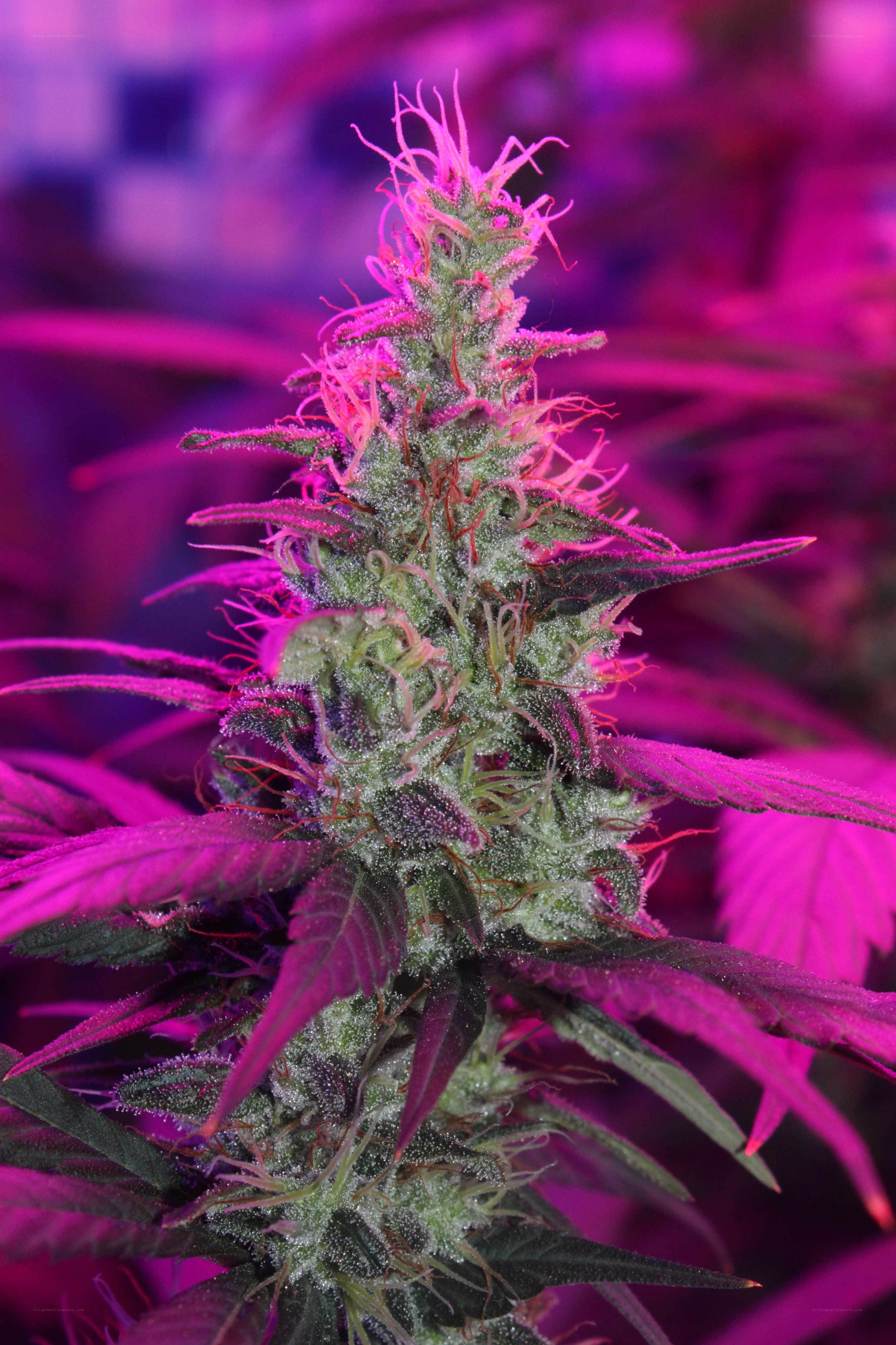 cannabis flower under purple light
