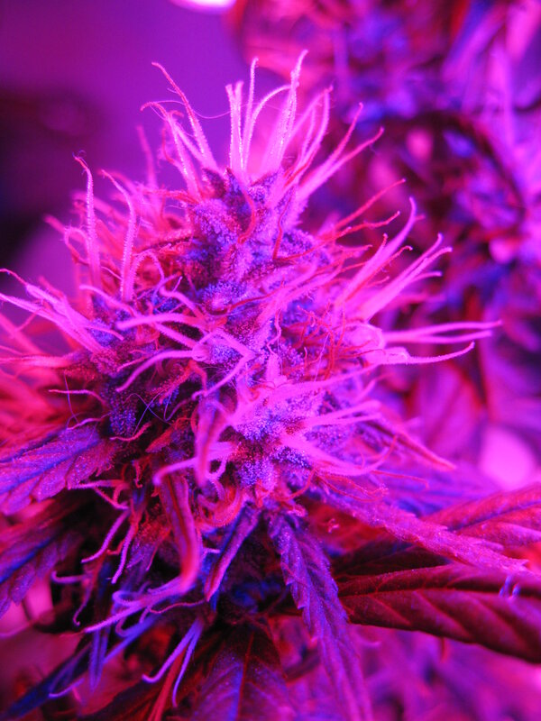 cannabis flower under purple light