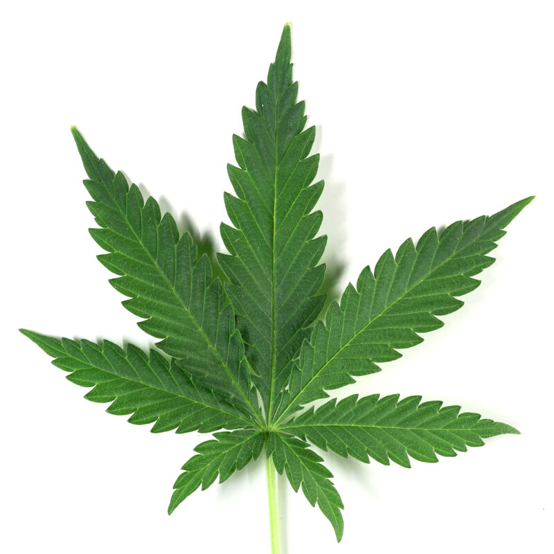 cannabis leaf