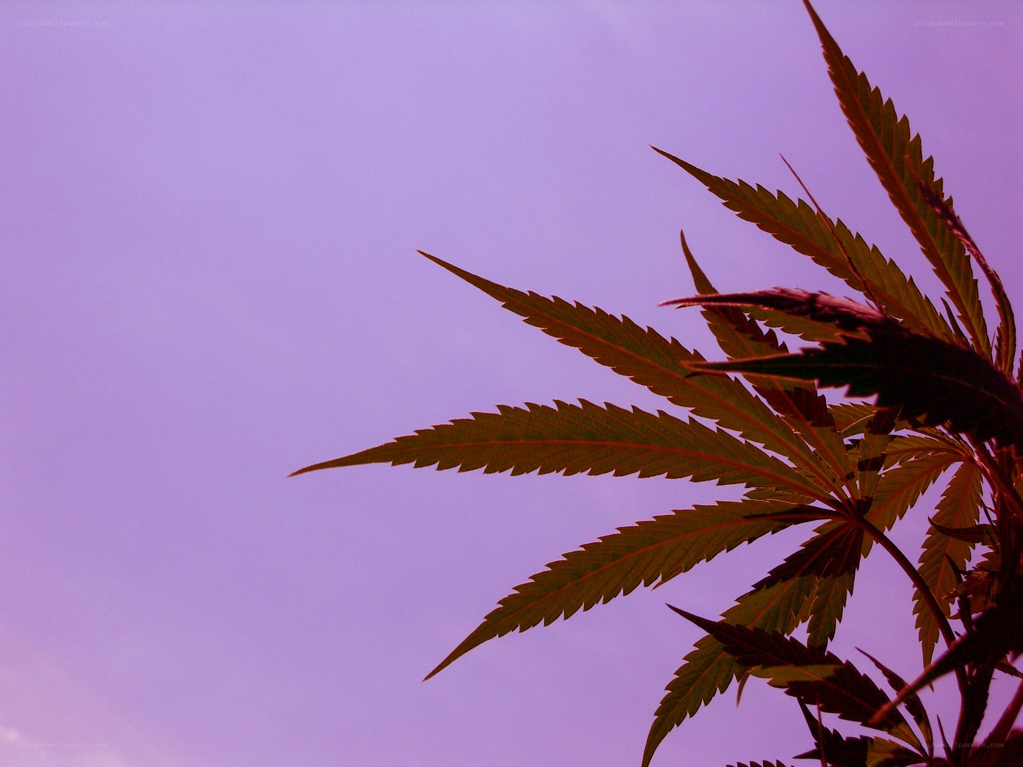 cannabis leaf against purple sky