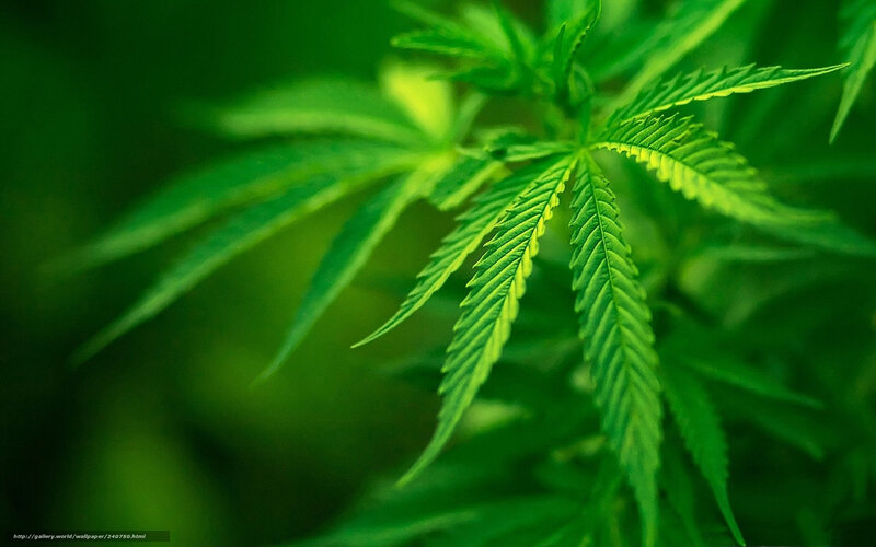 Cannabis Leaf Close-up