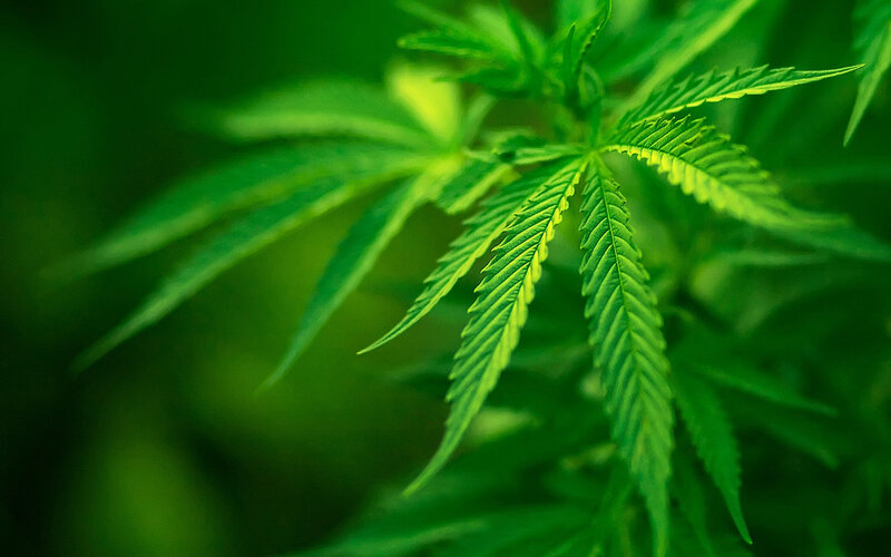 Cannabis Leaf — Green, Natural, Photograph