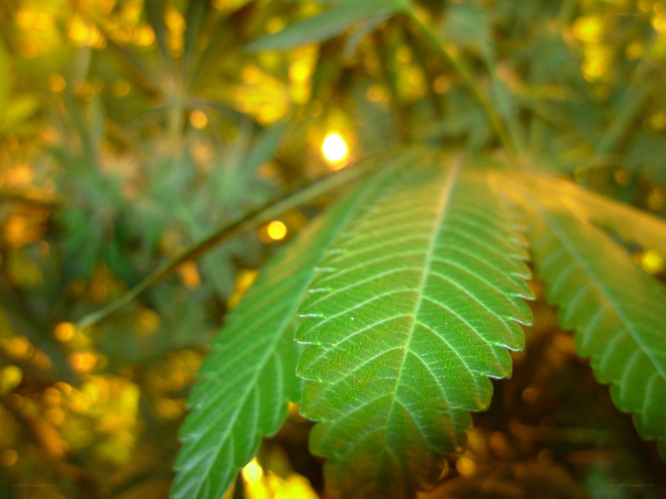 Cannabis leaf in sunlight
