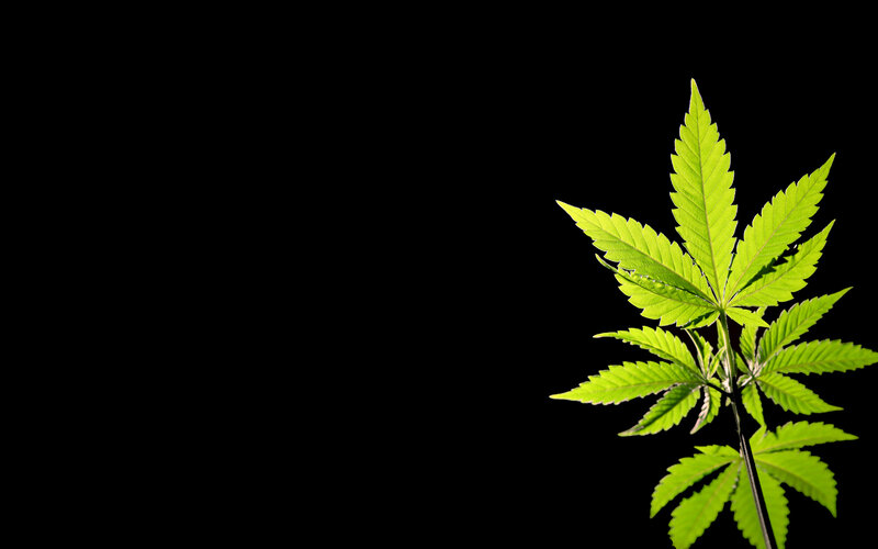 cannabis leaf on black background