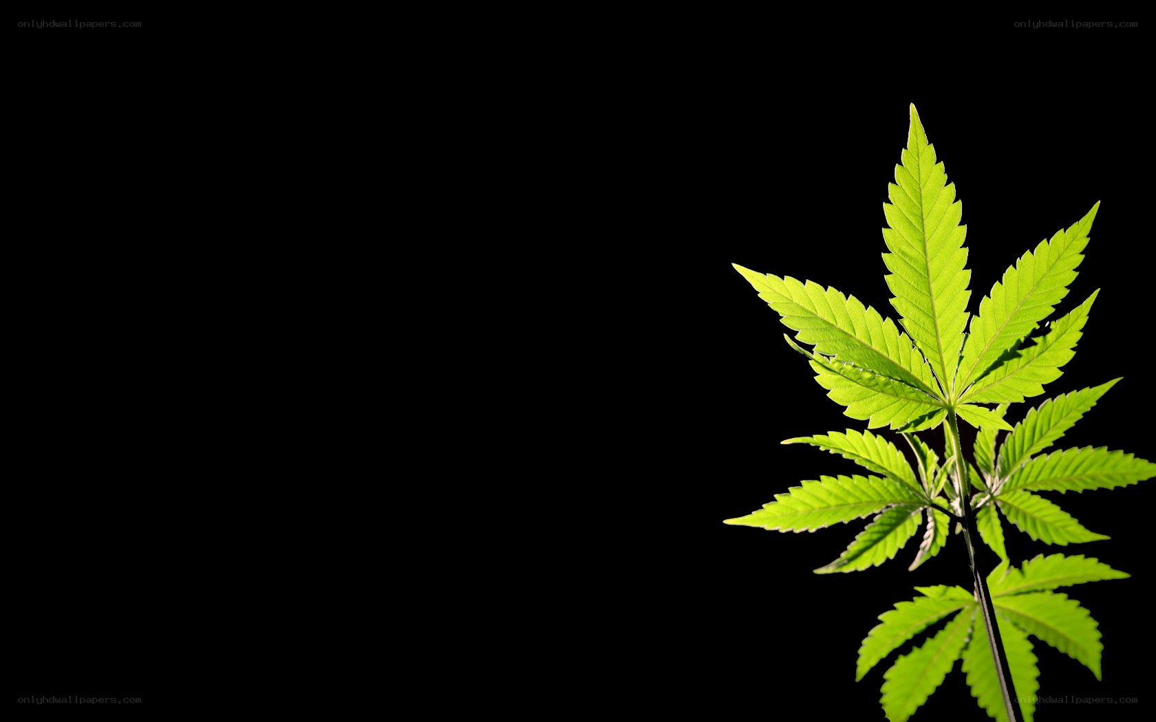 cannabis leaf on black background