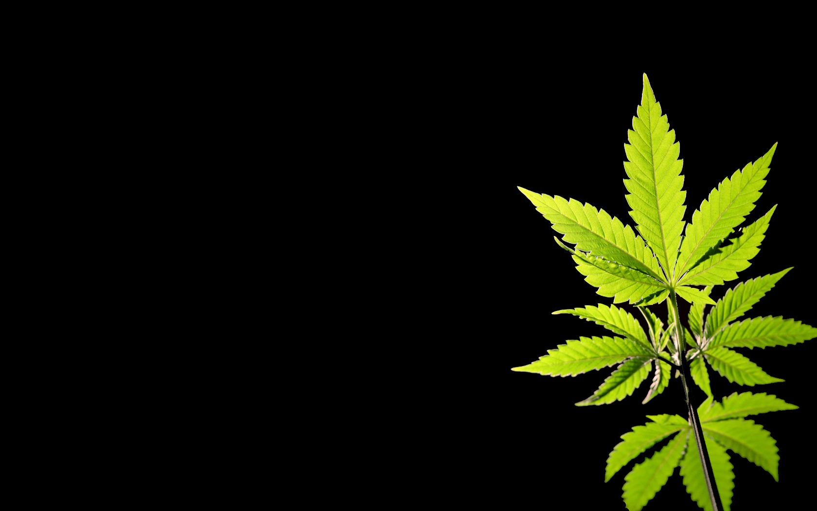 cannabis leaf on black background