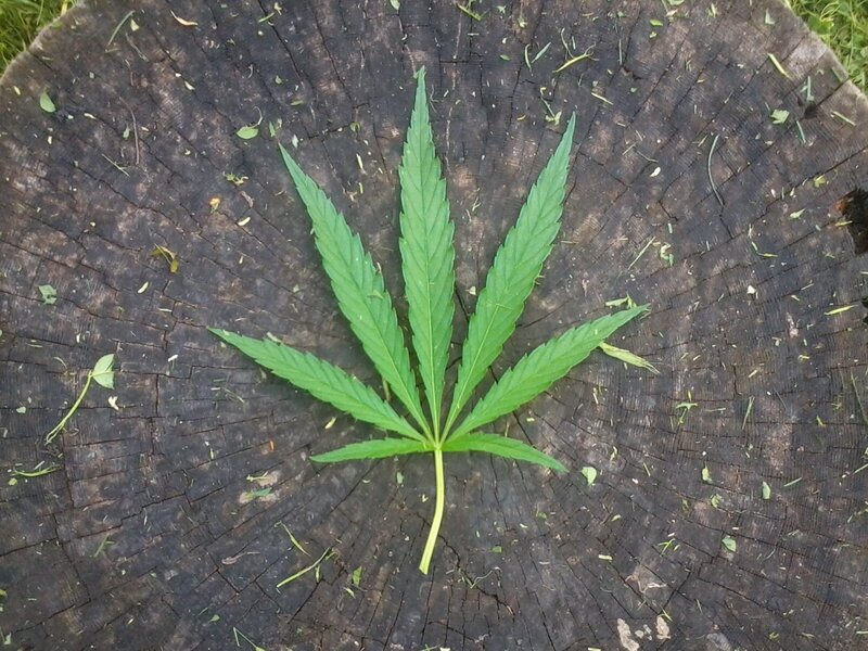 cannabis leaf on tree stump