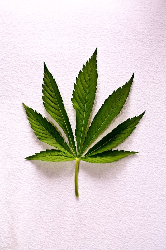 cannabis leaf on white