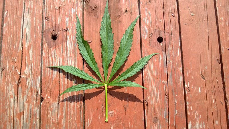 Cannabis Leaf on Wood — Green