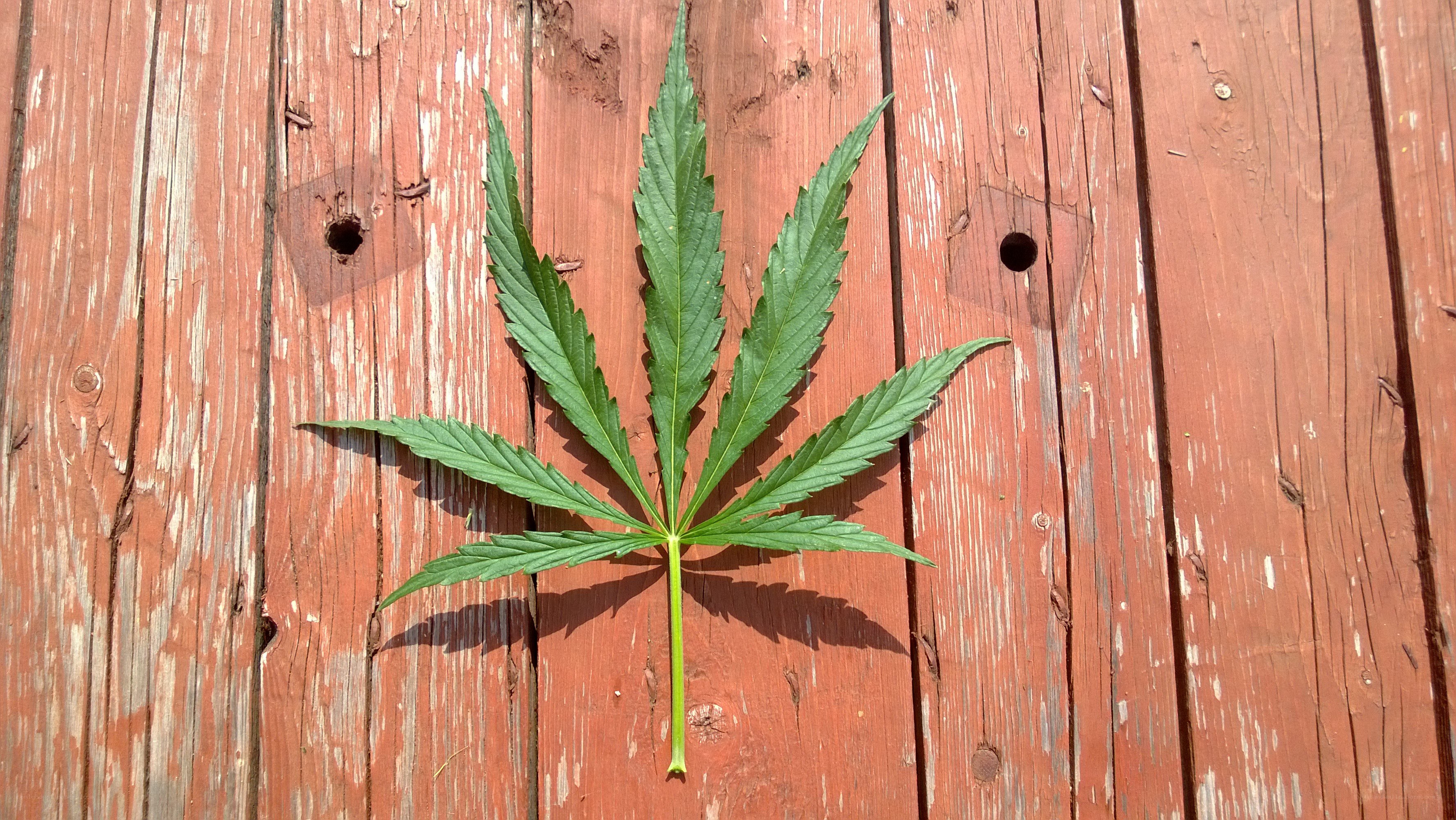 cannabis leaf on wood