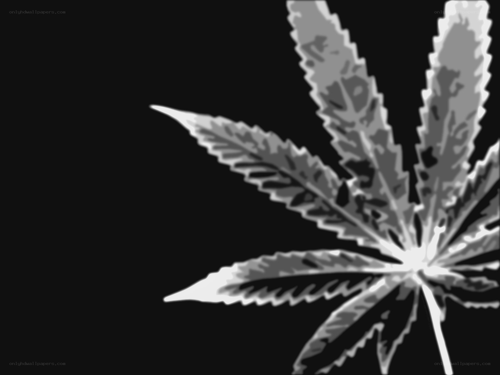 cannabis leaf silhouette