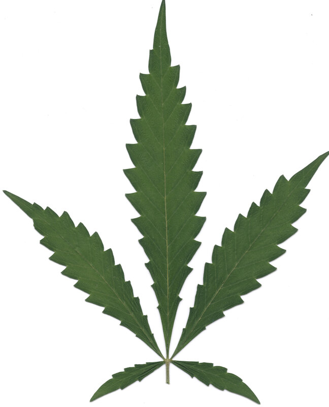 cannabis leaf