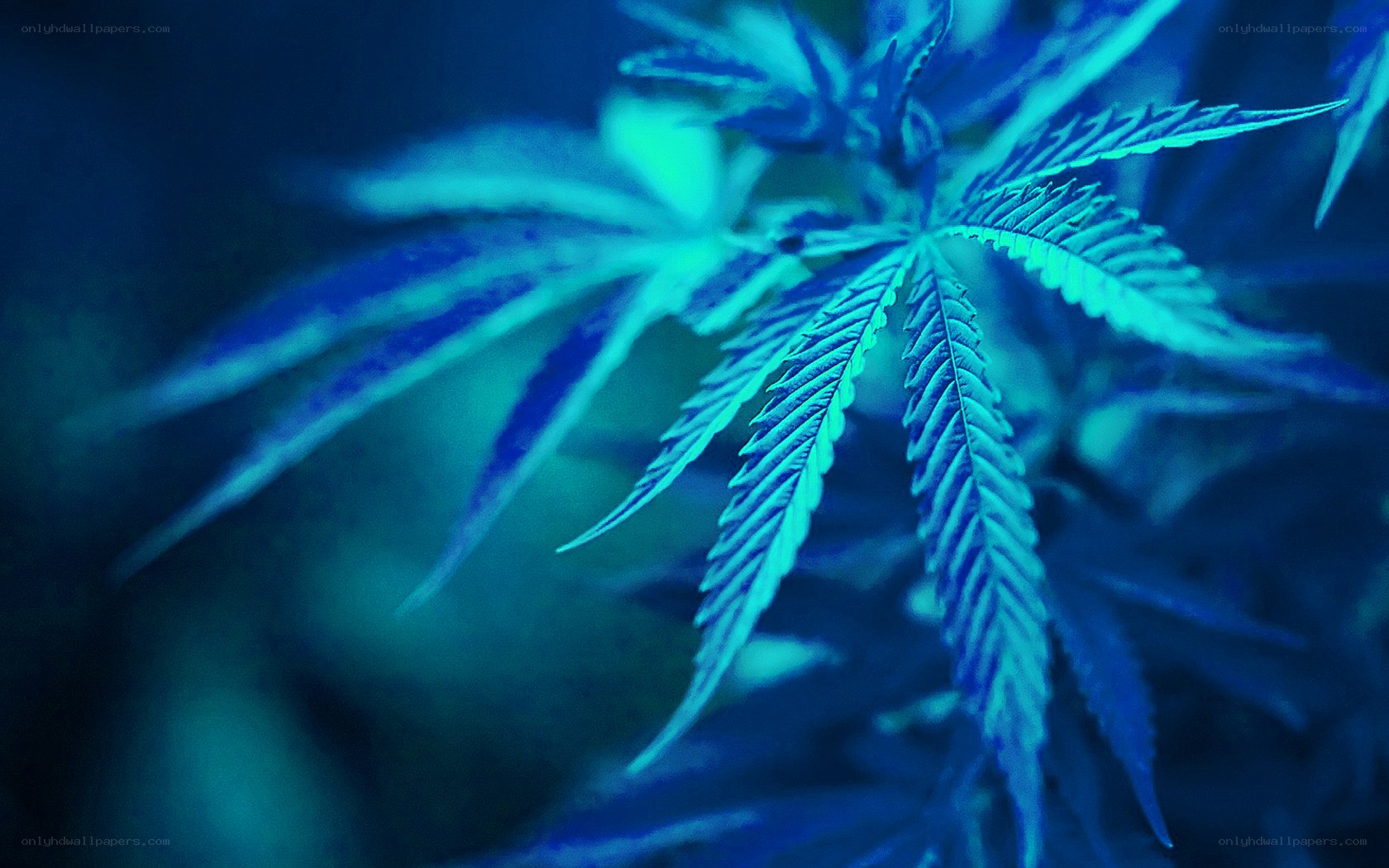 Cannabis leaf under blue light