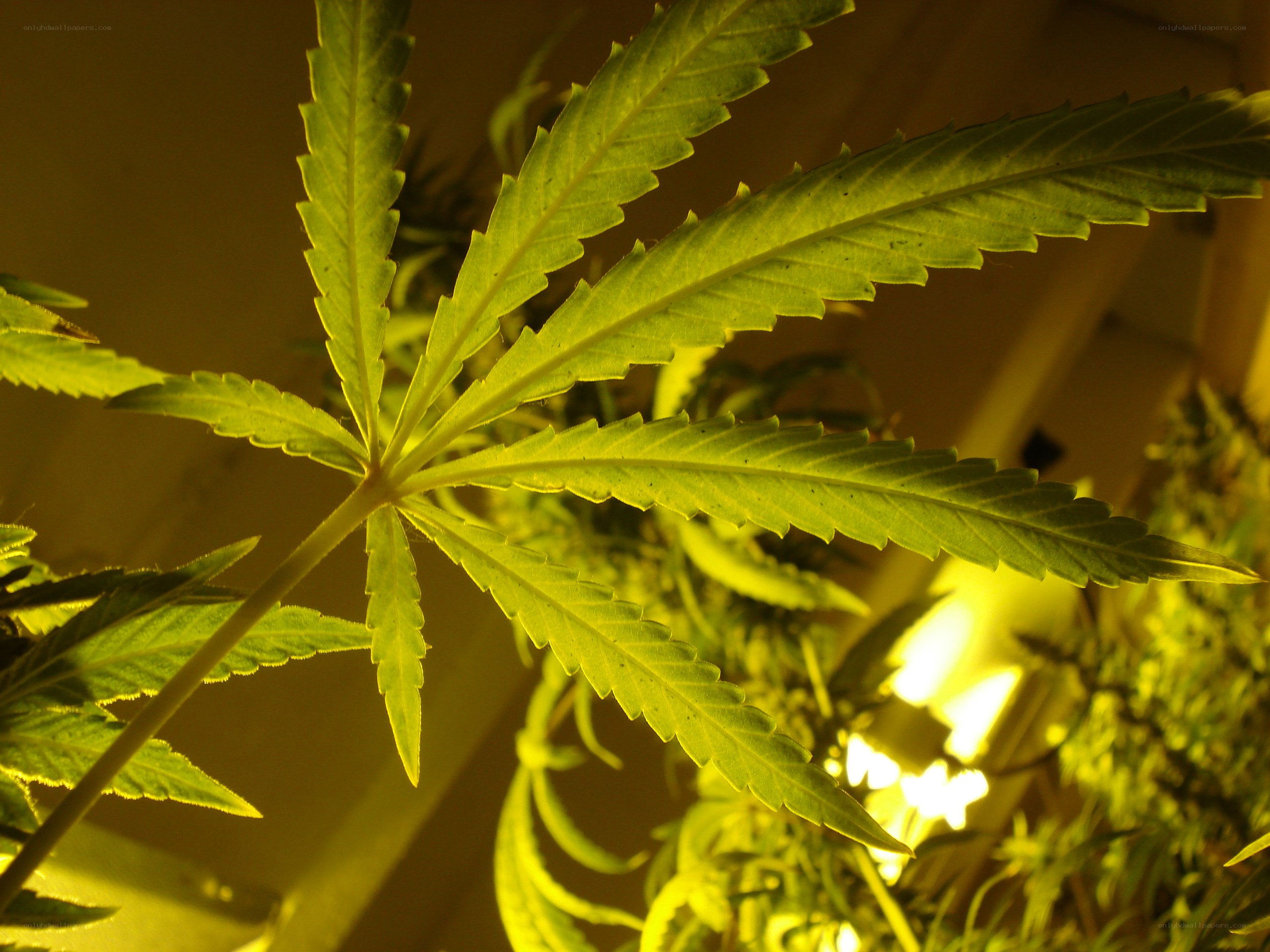 cannabis leaf under grow light