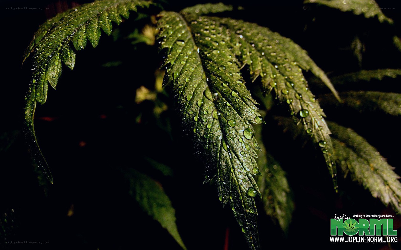 Cannabis leaf with water droplets