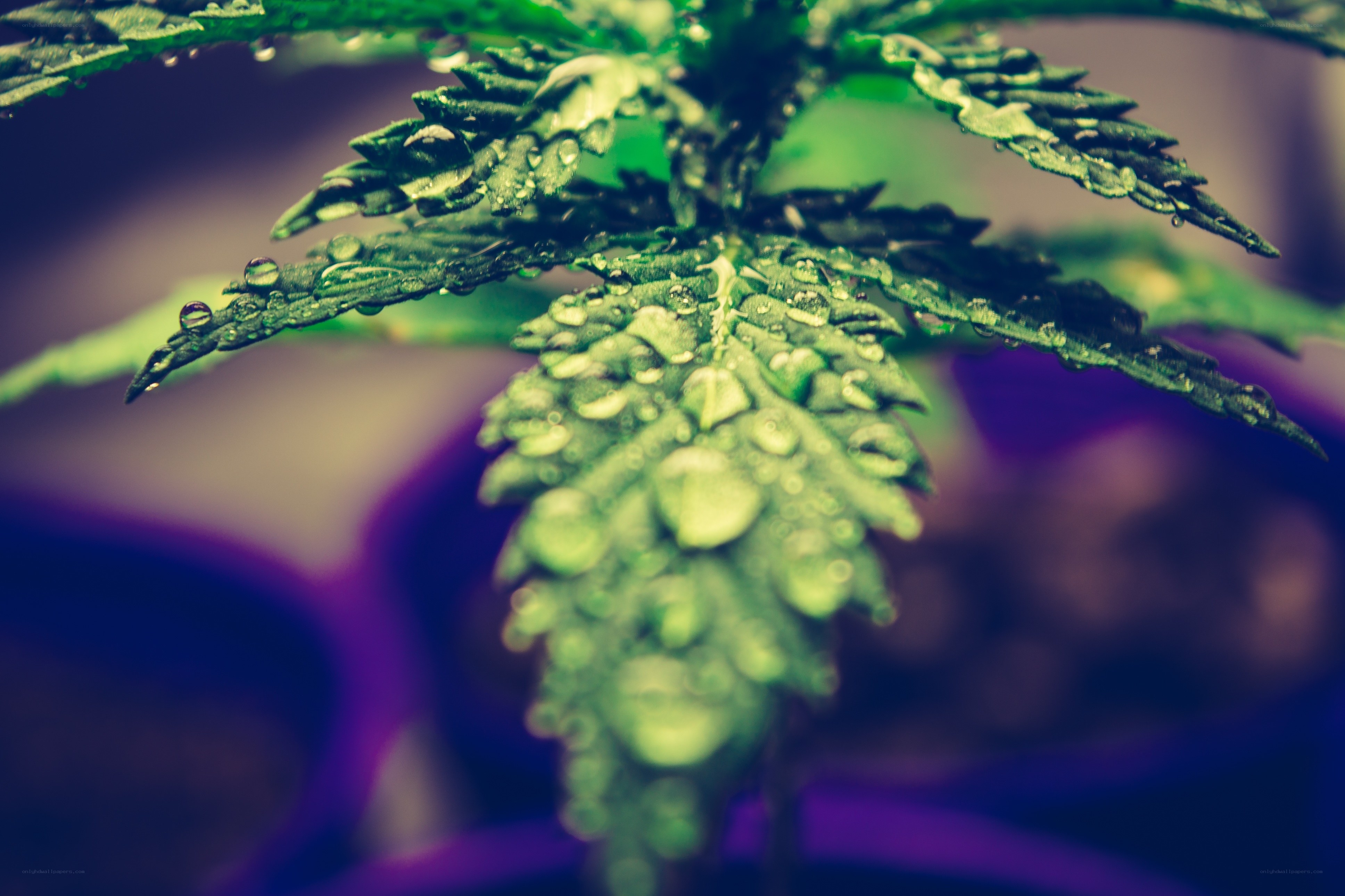 Cannabis leaf with water droplets