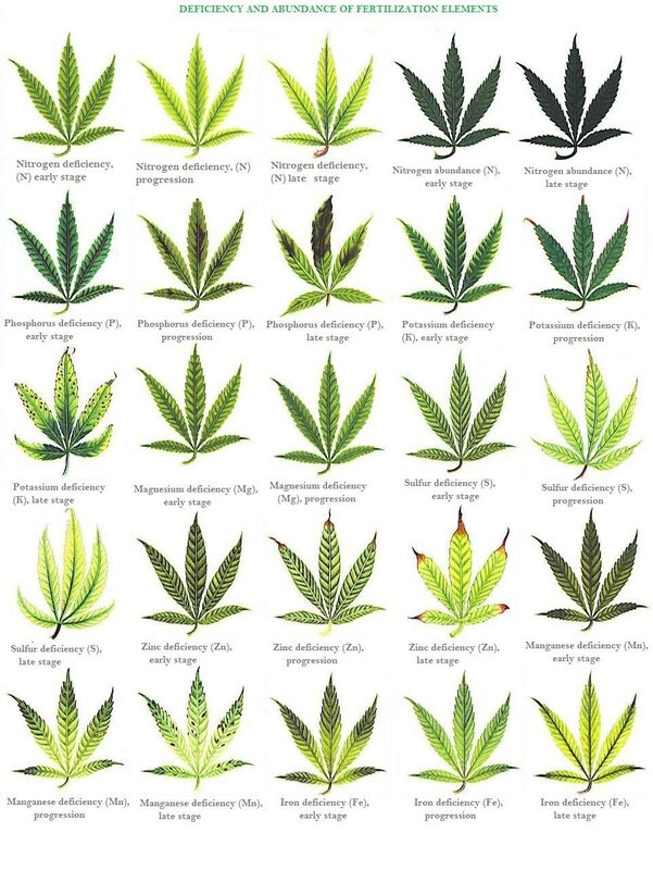 Cannabis nutrient deficiency chart