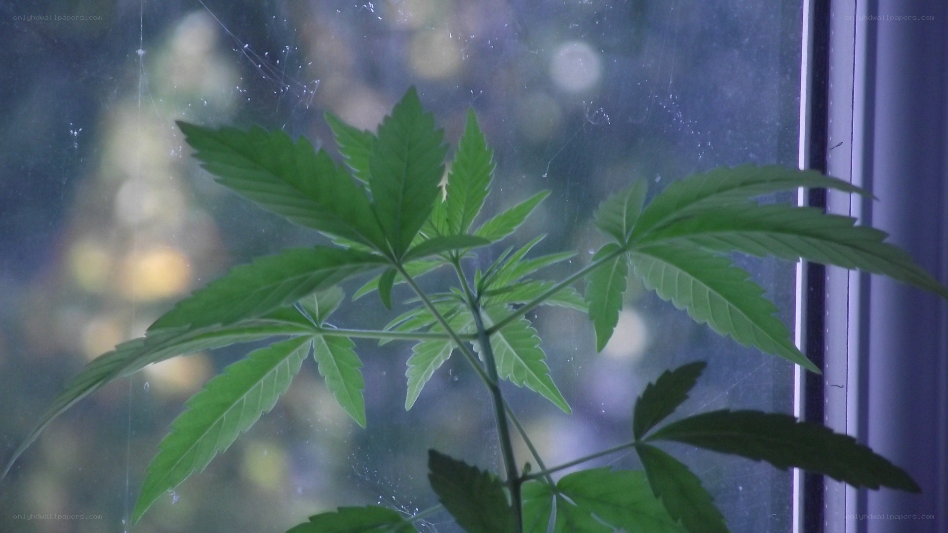 cannabis plant by window