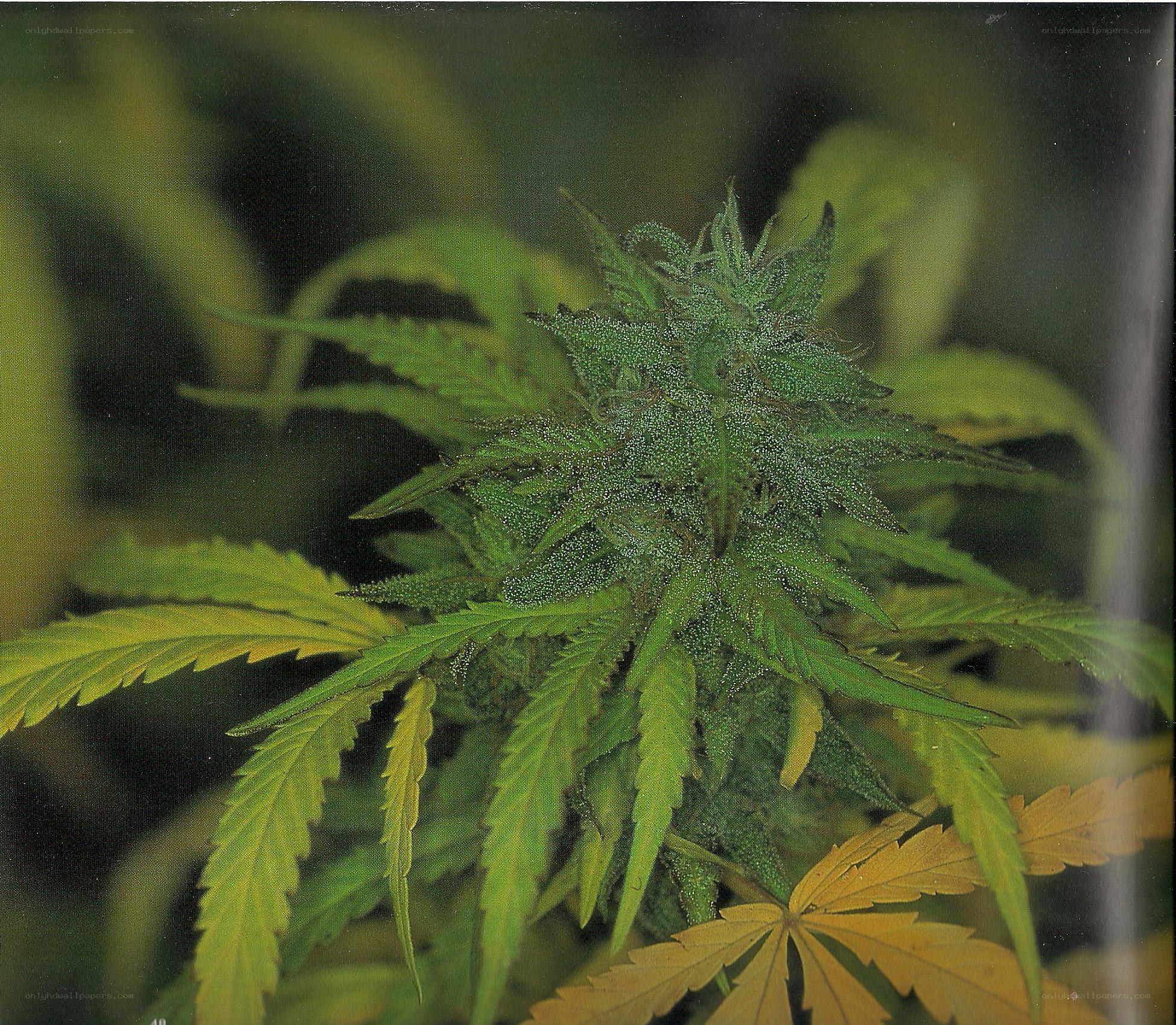 cannabis plant close-up
