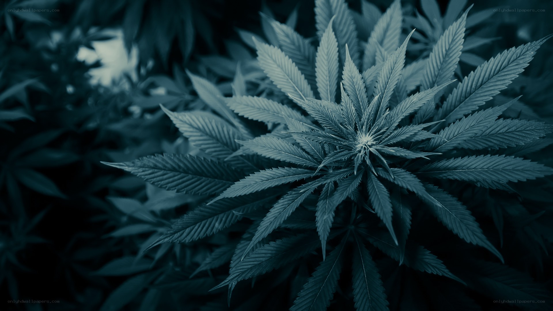 Cannabis plant close-up