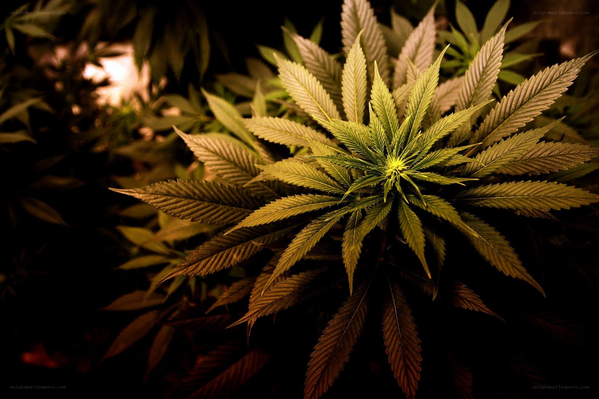 cannabis plant close-up