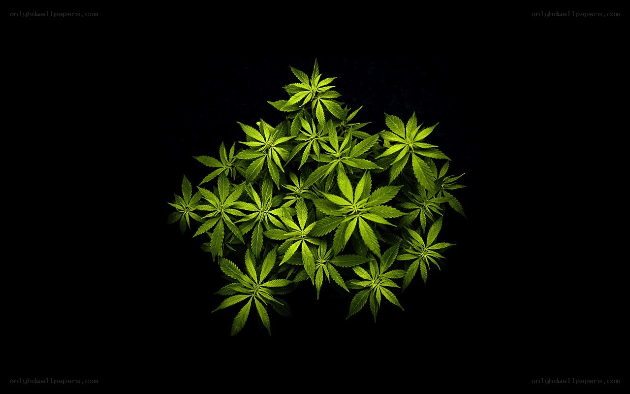 Cannabis plant close-up