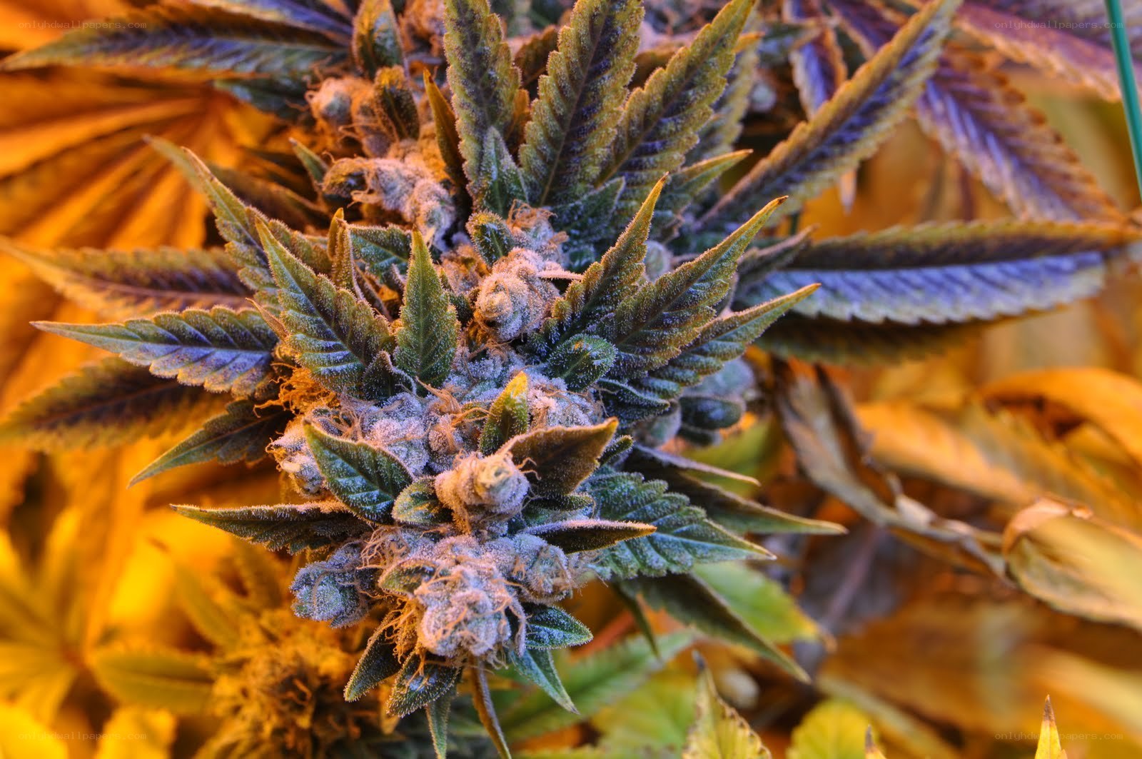 cannabis plant close-up
