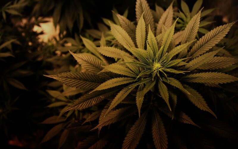cannabis plant close-up