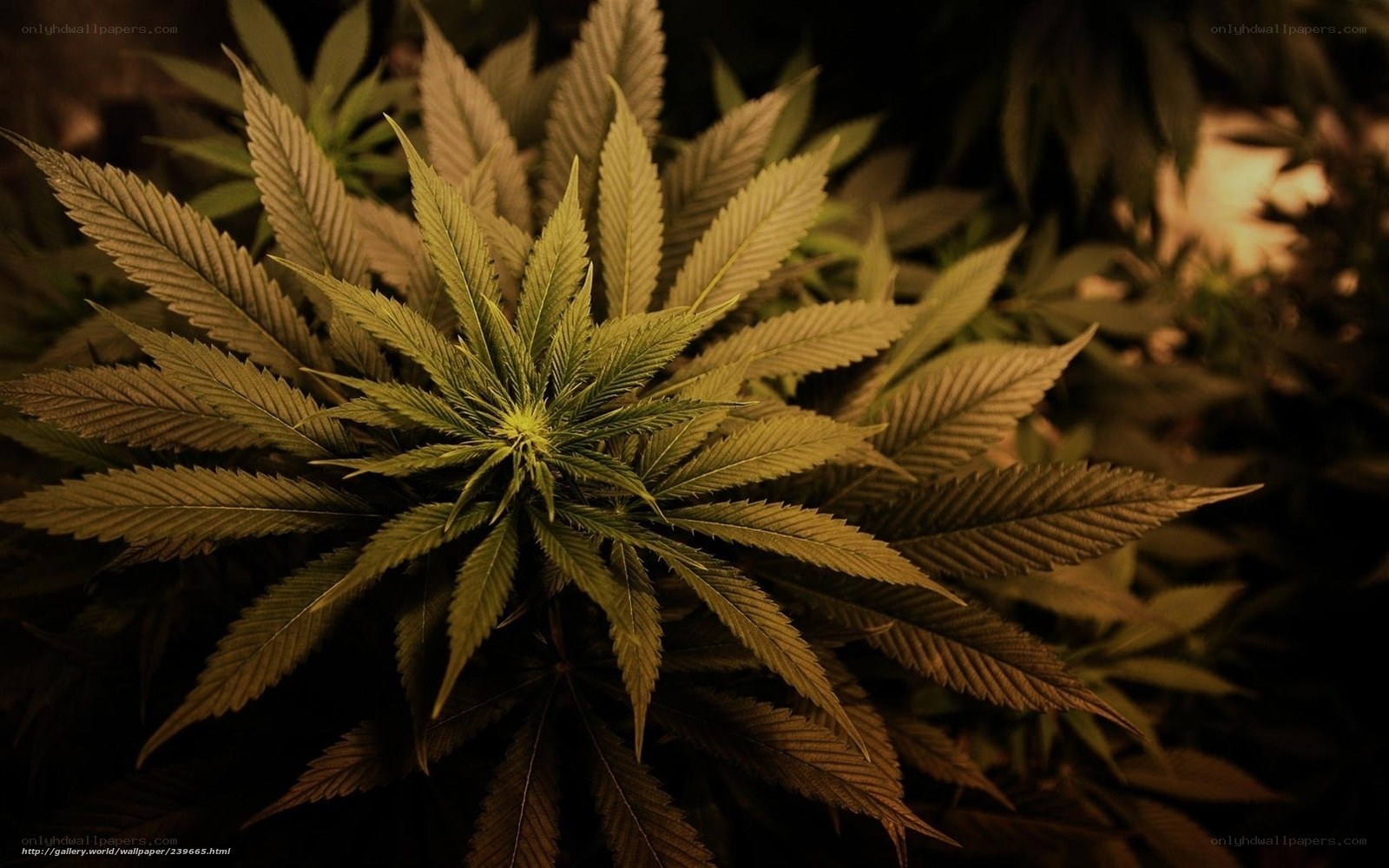 cannabis plant close-up