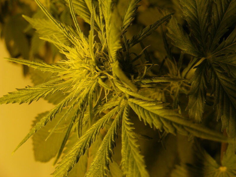 Cannabis Plant Flower — Green