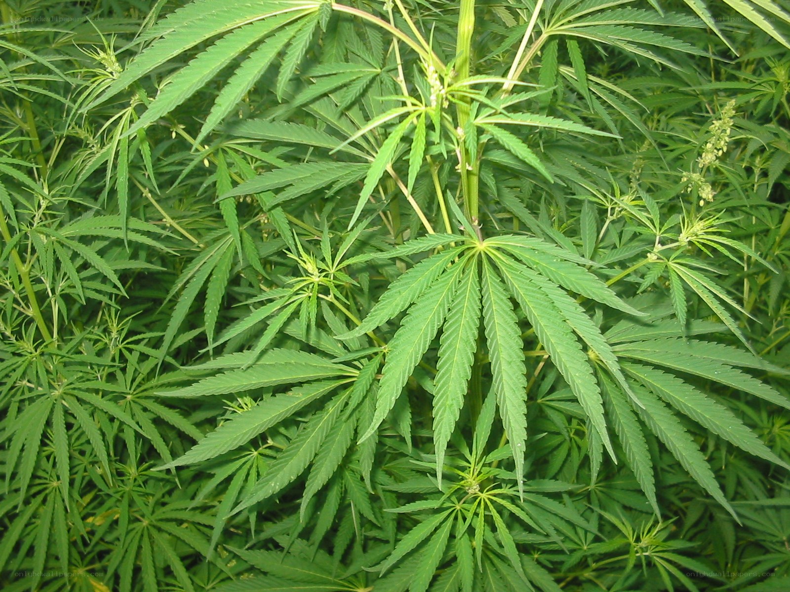 cannabis plant foliage