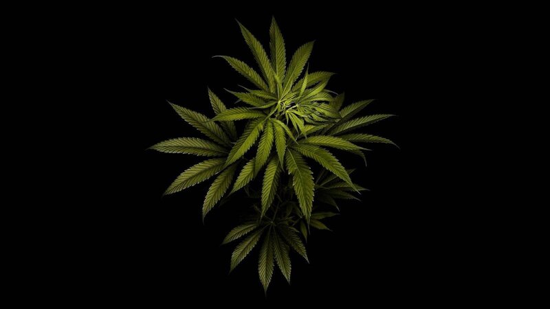 Cannabis Plant — Green, Dramatic