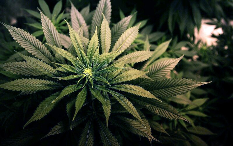 Cannabis Plant — Green, Natural