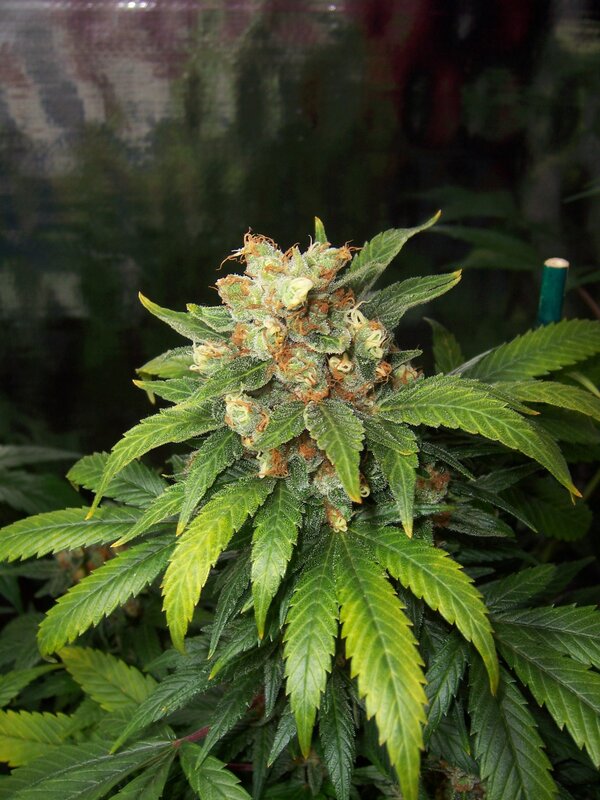 cannabis plant in bloom
