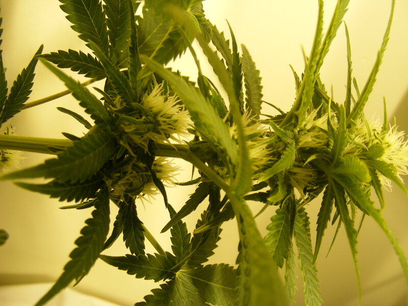 cannabis plant in bloom
