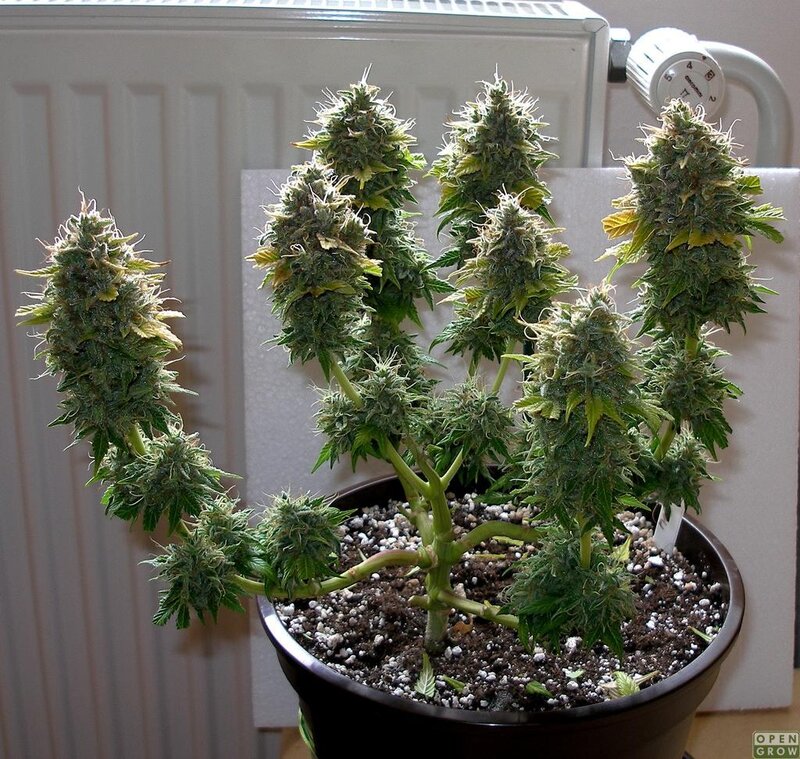 cannabis plant in bloom