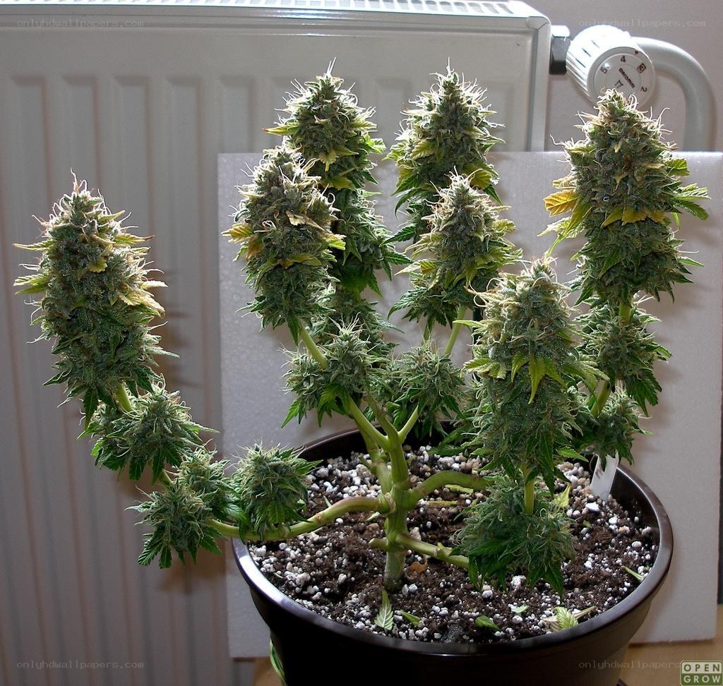 cannabis plant in bloom