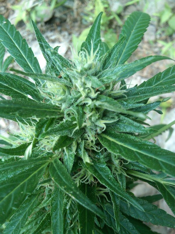 cannabis plant in bloom