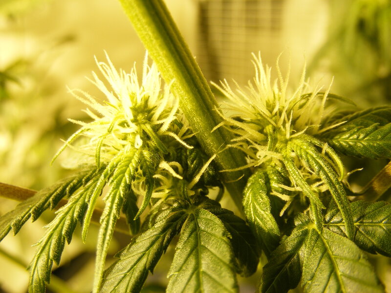 cannabis plant in bloom