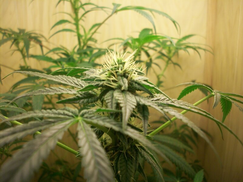 Cannabis Plant in Bloom — Green