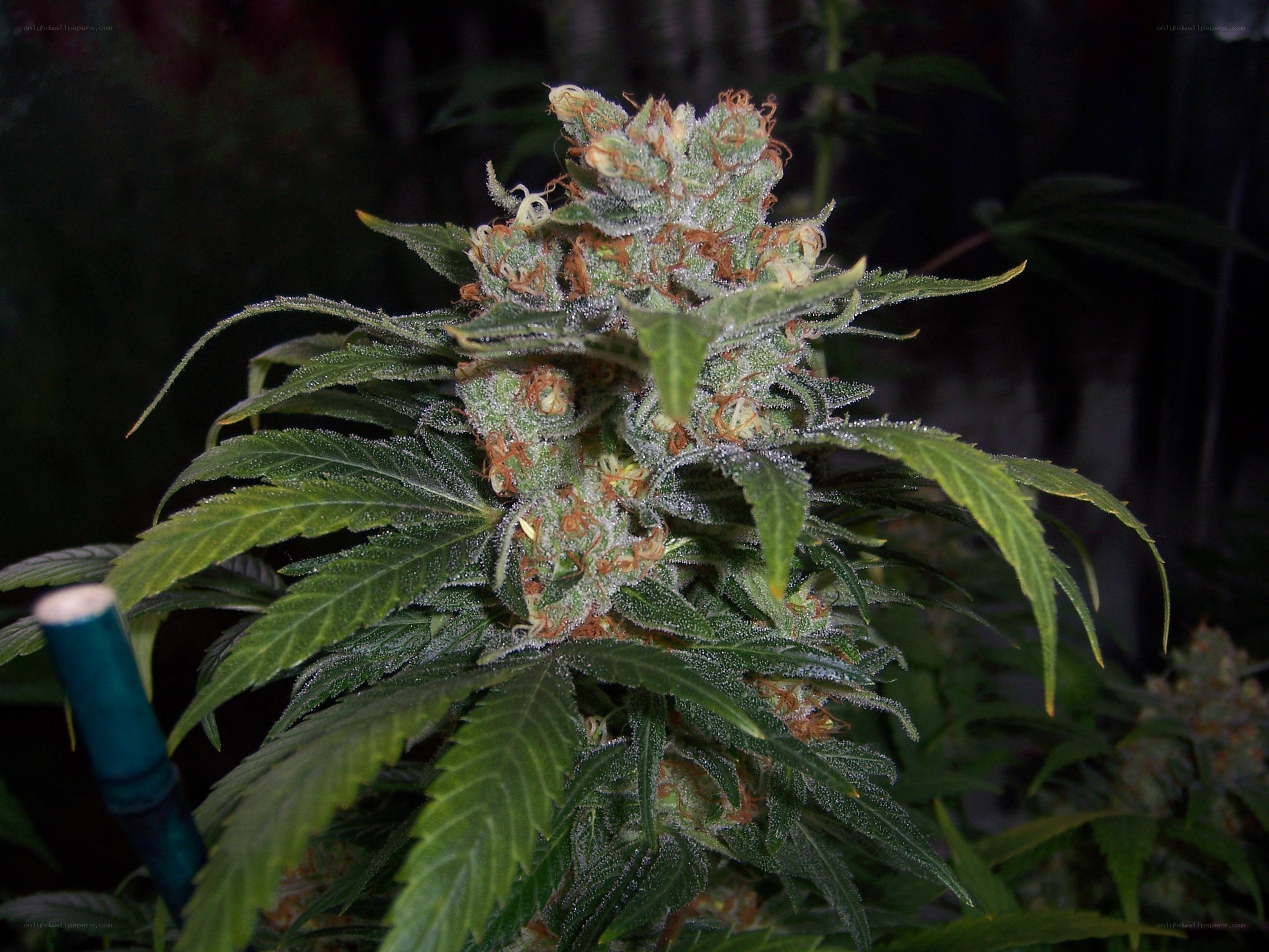 cannabis plant in bloom