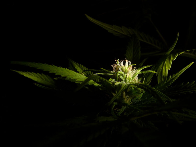 Cannabis plant in darkness