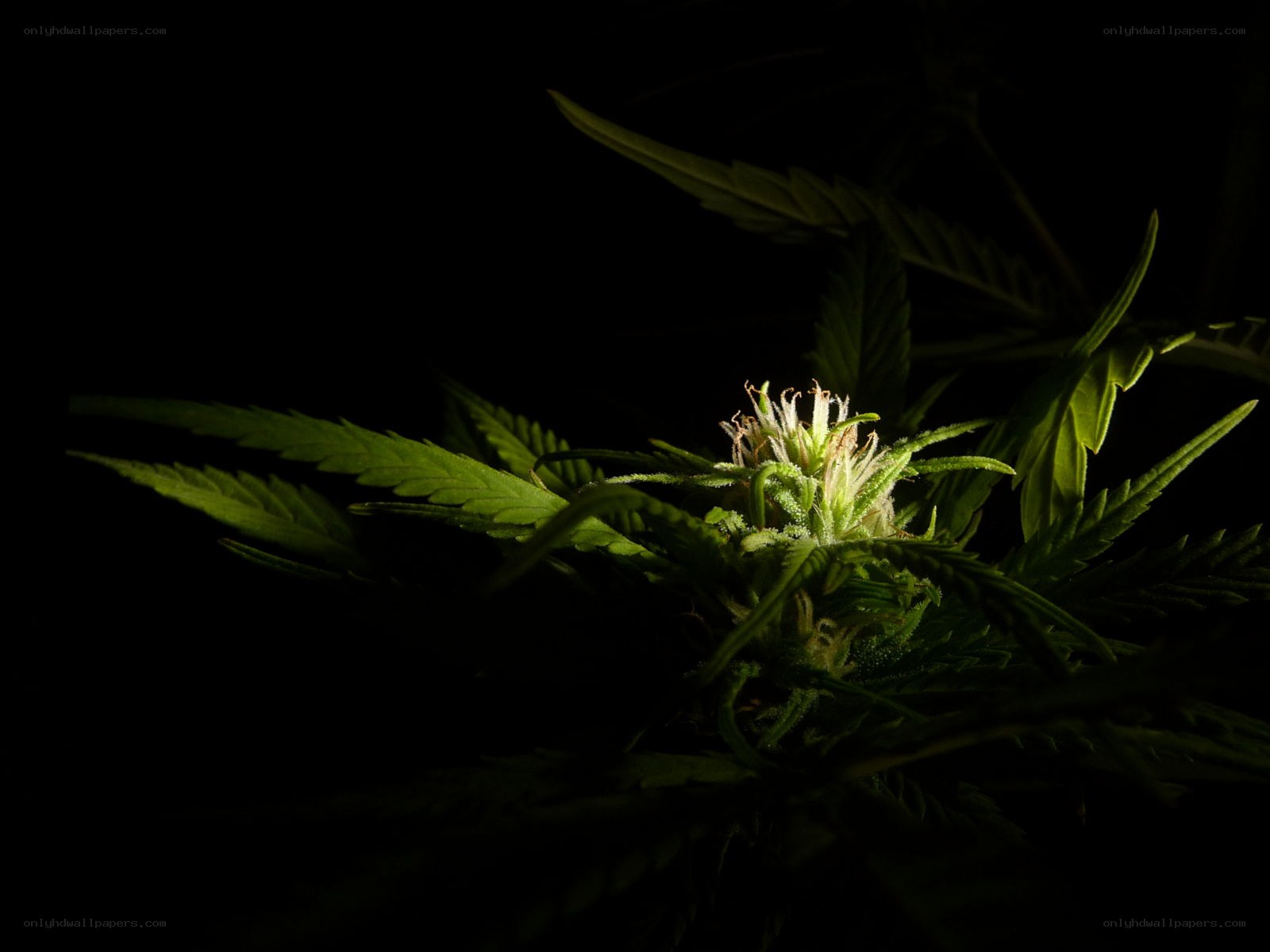 Cannabis plant in darkness